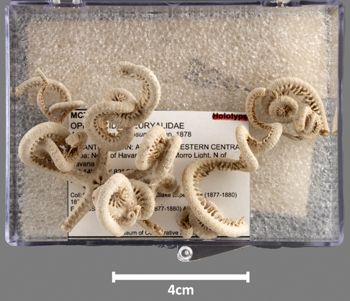Media type: image;   Invertebrate Zoology OPH-2753 Aspect: container